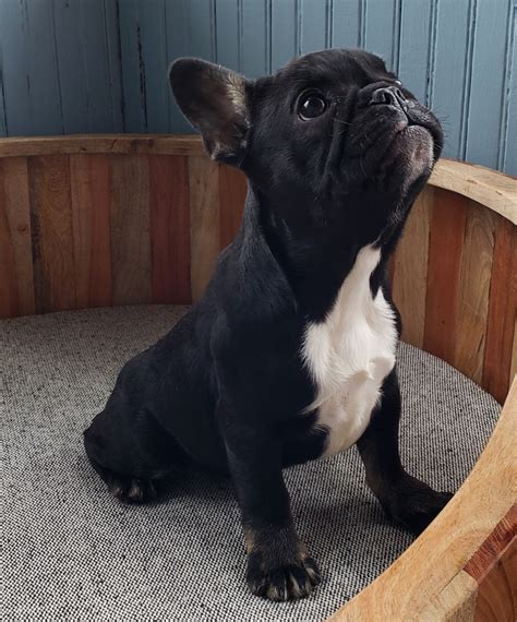 63 French Bulldog Breeder Connecticut Picture Bleumoonproductions