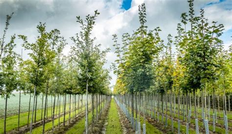 Tips For Starting Maintaining A Tree Nursery Hobby Farms