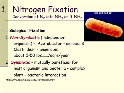 Ppt Lecture 9b Nitrogen Cycle N2 Gas Into No3 Powerpoint