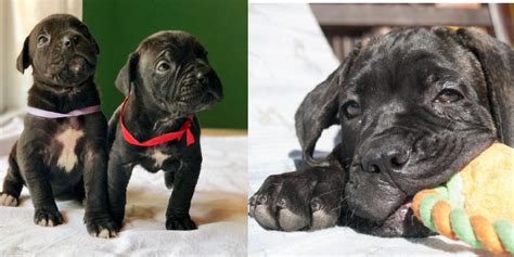 7 Ways To Know If Your Cane Corso Is Bonded To You Sonderlives
