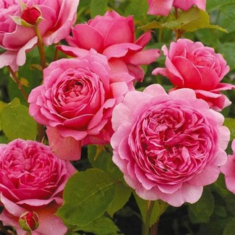 Buy English Rose Pink Plant Online From Nurserylive At Lowest Price