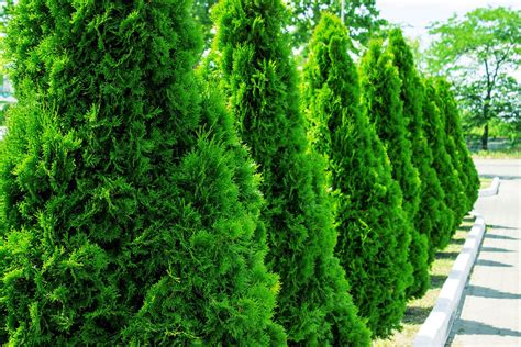 5 Trees For Screening Your Lovable Neighbors Green Giant Arborvitae