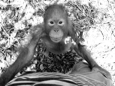 Orangutan Communication Central Indonesian Borneo Smithsonian Photo Contest Smithsonian