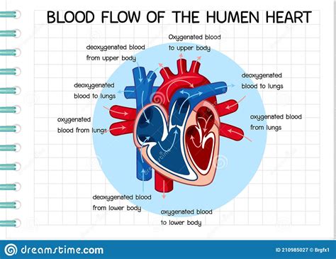Diagramme Du Flux Sanguin Du Coeur Humain Illustration De Vecteur
