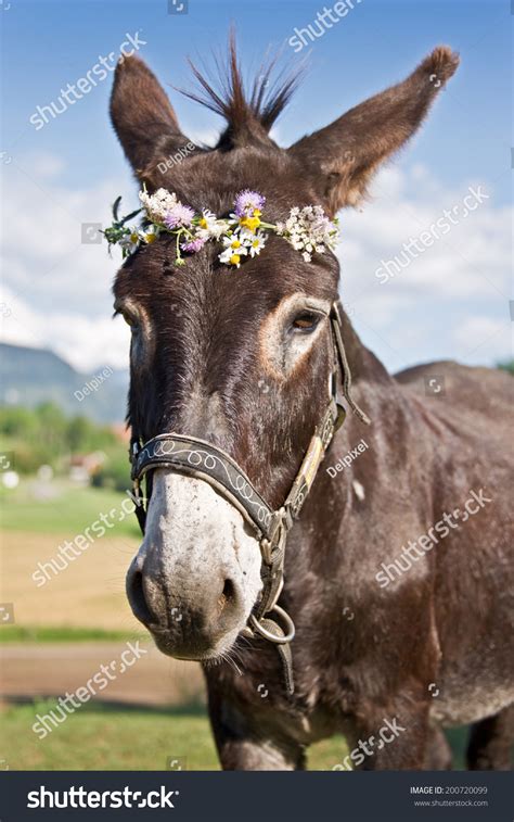 Portrait Donkey Wearing Flower Wreath Stock Photo