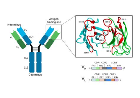 Structure And Function Of Antibodies Rapid Novor