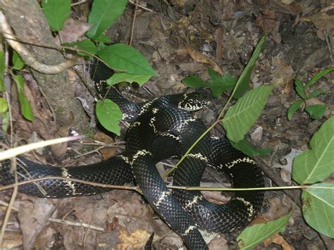 White lips, chin, throat and belly: Eastern Kingsnake | Outdoor Alabama