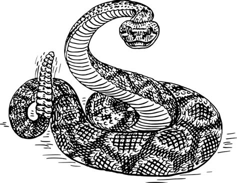Rattlesnake 2 Openclipart Snake Drawing Snake Illustration Snake