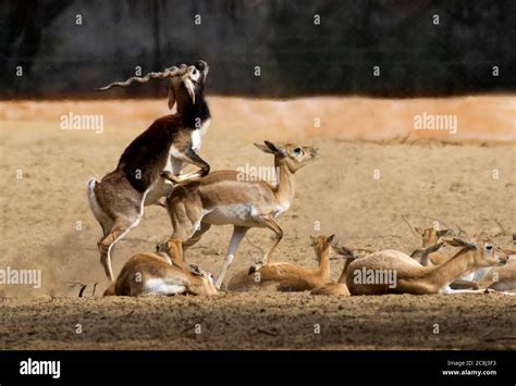 Black Buck Deer In Deserts Of Pakistan Stock Photo Alamy