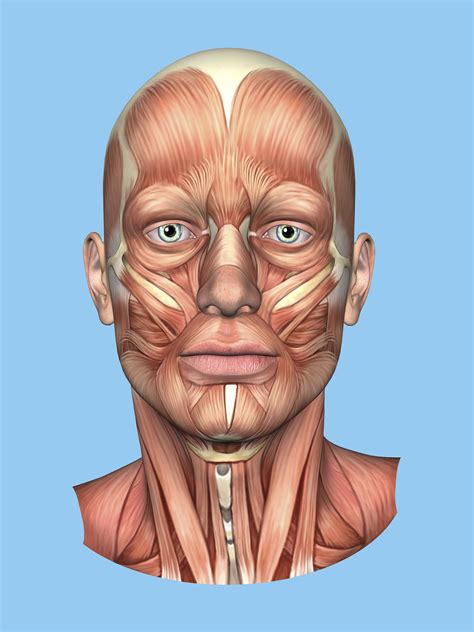 Female Face Muscles Anatomy Illustration Face Muscles Anatomy Muscle Images