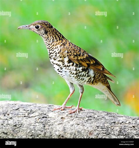Beautiful Scaly Bird Scaly Thrush Zoothera Dauma Standing On The