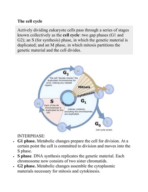 The Cell Cycle Mitosis Note