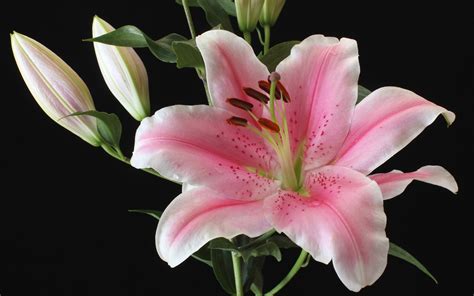 배경 화면 라이트 핑크 백합 꽃 근접 검은 배경 1920x1200 Hd 그림 이미지