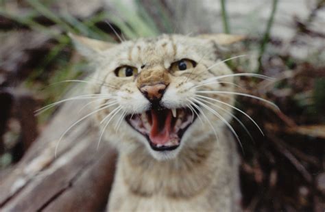 Issue 24 Feral Cats Killing 75 Million Native Animals Every Night