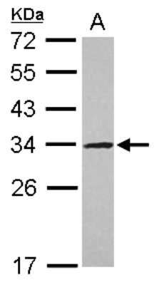 Utp L Antibody Nbp Bio Techne