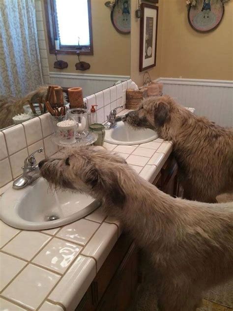 bother  bowls     sinks   house irish wolfhound wolfhound