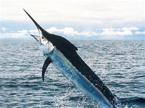 Hawaii Fisherman Killed By Swordfish Impaling Him In The Chest