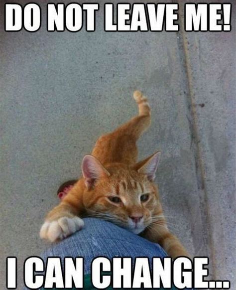 Funniest Cat Memes Ever Will Make You Laugh Right Meow Funniest Cat