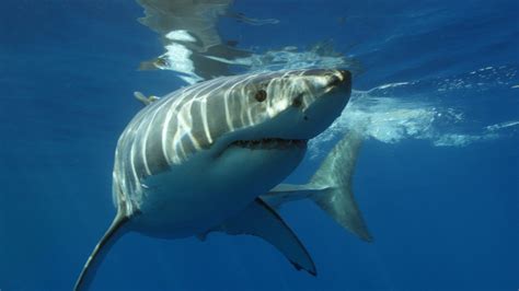 What Do Great White Sharks Eat