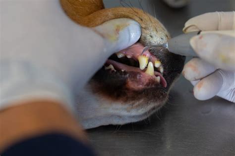 Zahnfleischhyperplasie Bei Hunden Symptome Ursachen Und Behandlungen My Xxx Hot Girl