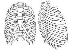Click here to save the tutorial to pinterest! How to Draw a Rib Cage, Step by Step, Anatomy, People ...