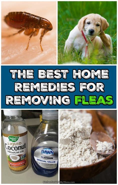 The Best Home Remedies For Removing Fleas That Actually Work With