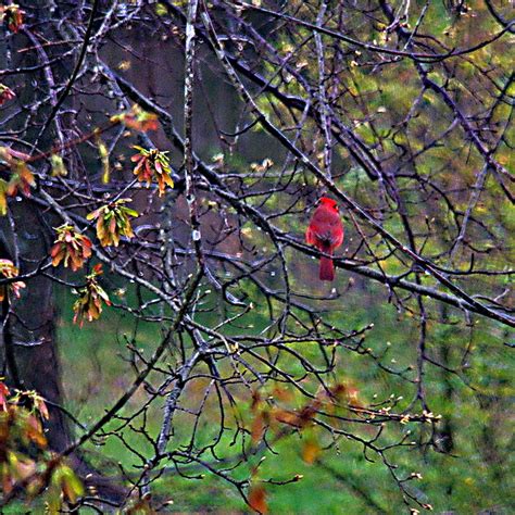 Northern Cardinal Male A Male Northern Cardinal Sits On A Flickr