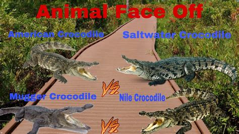 Nile Crocodile Vs Saltwater Crocodile