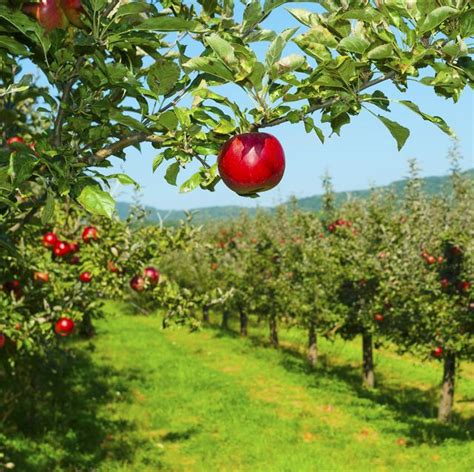 Best Apple Picking Near Nyc Top 11 Apple Orchards To Visit Near You