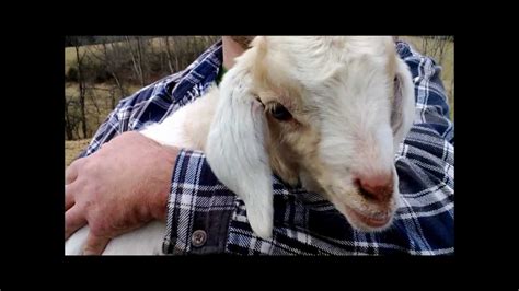Baby Goat Wmv Youtube