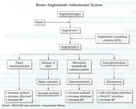 Pathophysiology Of The Renin Angiotensin Aldosterone Grepmed My XXX