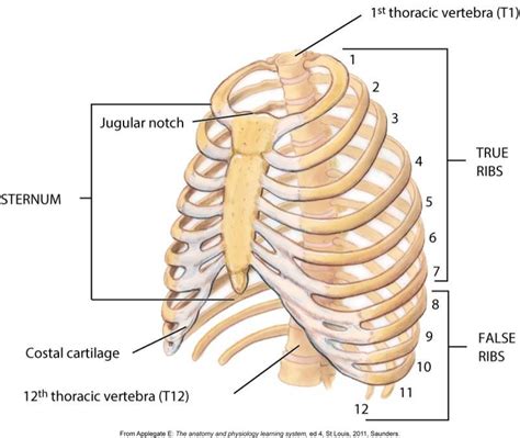 Chapter 7 Rib Cage Diagram Quizlet