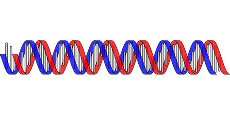 Red And Blue Dna Helix Free Image Download