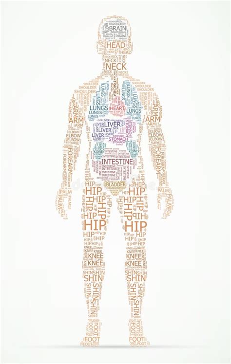 Ilustração Dos Desenhos Animados Da Anatomia Do Corpo Humano Hba