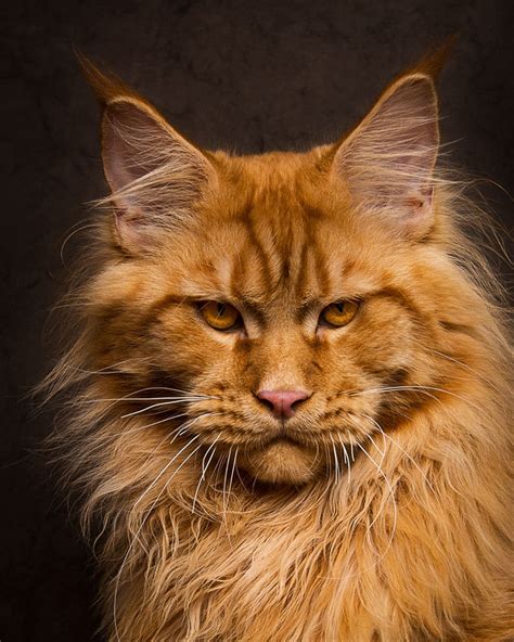 Maine Coon Cats Photographed As Majestic Mythical Beasts Demilked