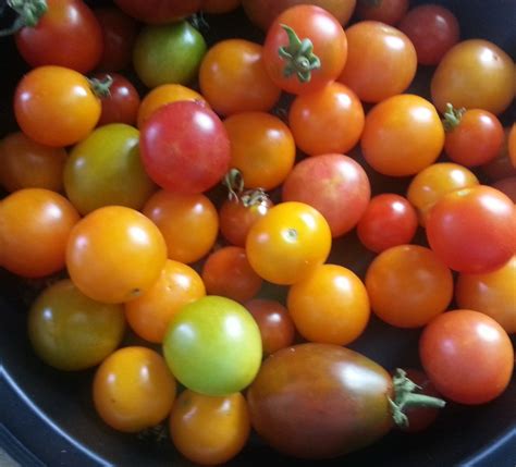 Seed Ideas For Tiny Tomatoes Crazy For Gardening