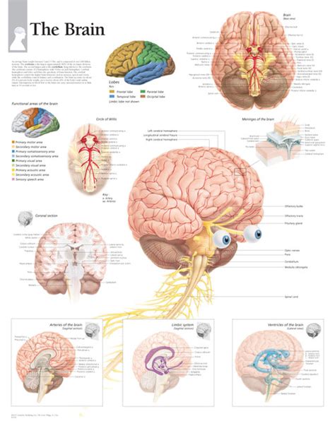 Brain Anatomy Poster 2 Clinical Charts And Supplies