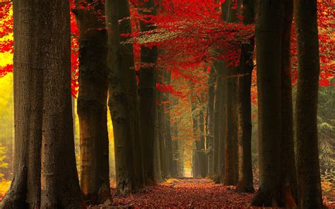 Wallpaper Sunlight Trees Landscape Forest Fall