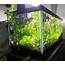 Pothos Plants Add Natural Filtration To Your Aquarium  Odin Aquatics
