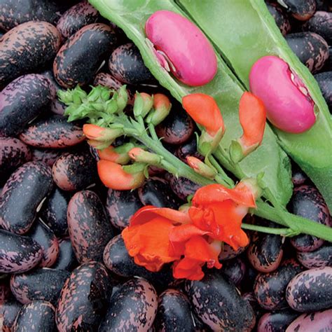 25 Scarlet Runner Beans Phaseolus Vulgaris