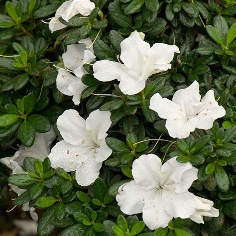 Azalea Bloom A Thon White White Flower Farm