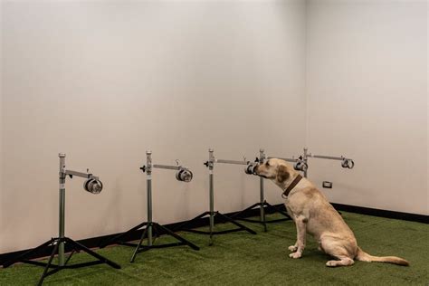 Covid Sniffing Dogs Are Accurate But Wide Use Faces Hurdles The New