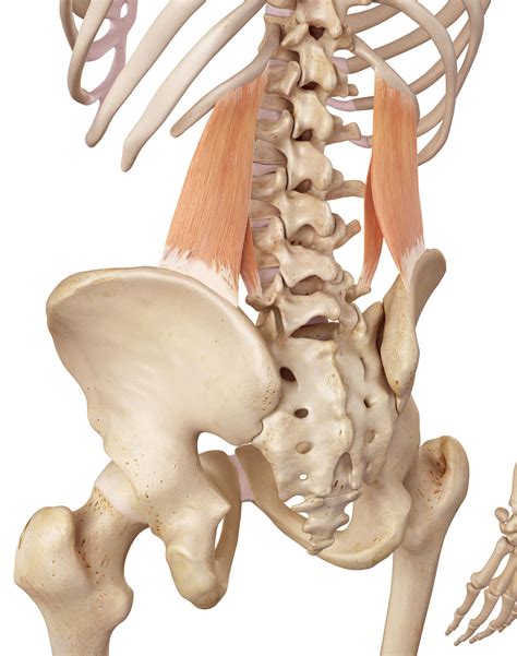 Hip And Pelvis Anatomy Anatomy Drawing Diagram