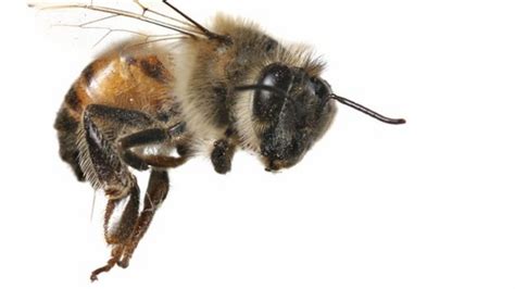 Flying Threat Why Are Killer Bees So Dangerous Bbc News