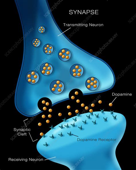 Neuron Synapse Anatomy Illustration Stock Image C0277557