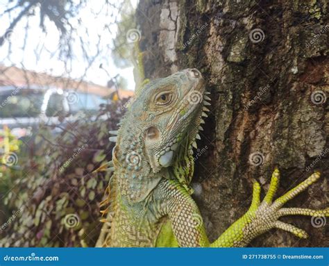 Iguana Is A Genus Of Herbivorous Lizards Stock Image Image Of Native Tropical 271738755