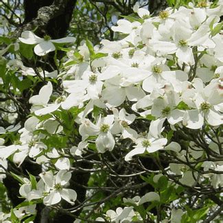 White flowering dogwood trees are probably one of the most widely recognized spring flowering tree variety with its striking white blossoms that arrive before the tree is even in leaf. White Flowering Dogwood (Cornus florida) | Virtual flowers ...