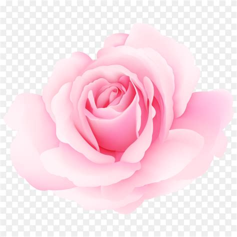 Beautiful Pink Roses Vector Png Similar Png