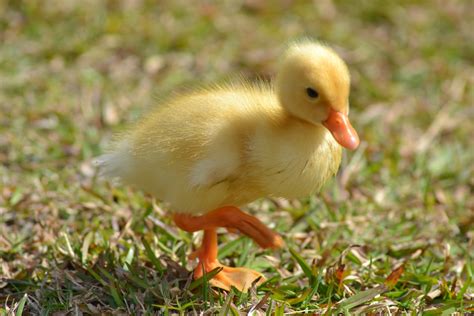 Thea Photography Fluffy Duck