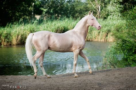 These horses are adapted to severe climatic conditions and are thought to be one of the oldest existing horse breeds. The horses of the Akhal-teke breed are famous for the ...